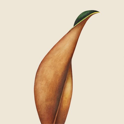 petalo